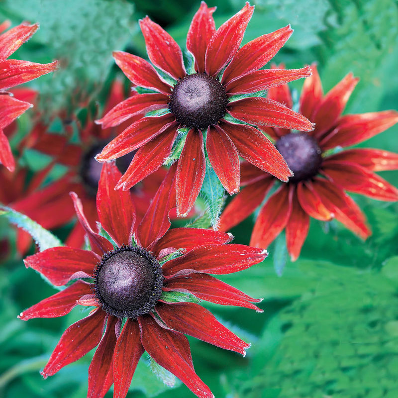 Sonnenhut Cherry Brandy (x2)
