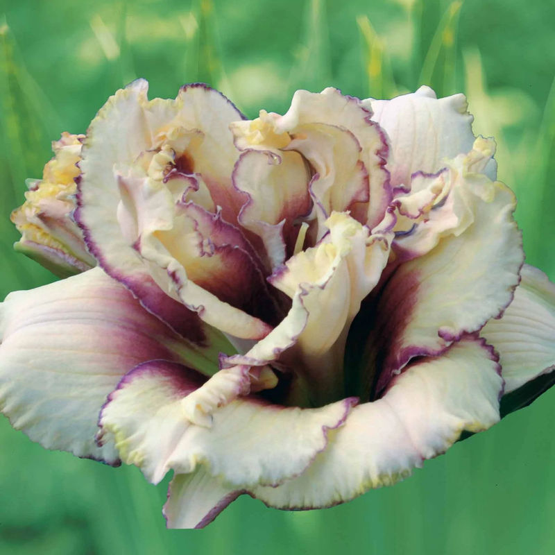 Taglilie Crinkled Fantasy (x2)