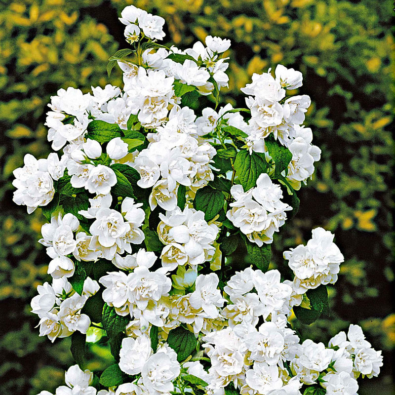 Sommerjasmin 'Virginal' - Title:Der topf / Ø 9cm / 2-3 äste / Lieferhöhe ca. 10cm