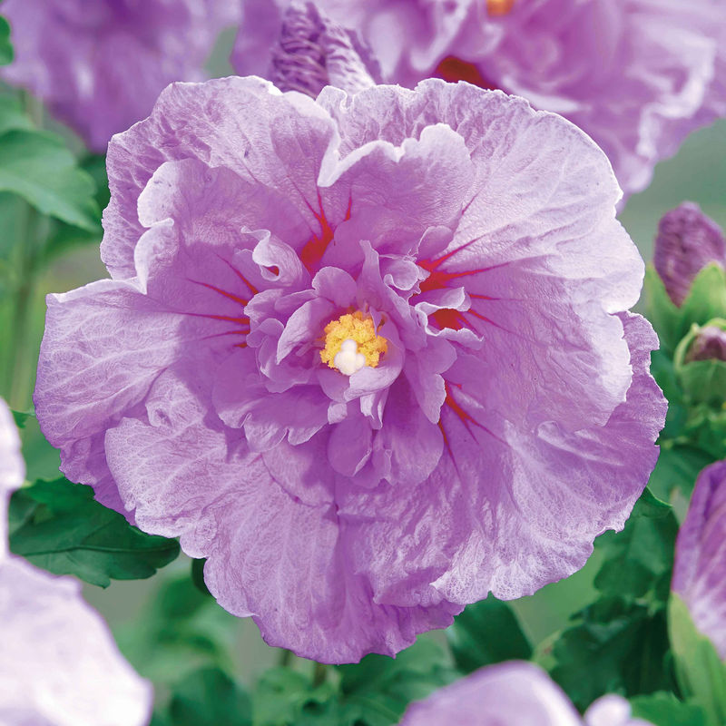 Straucheibisch 'Lavender Chiffon'