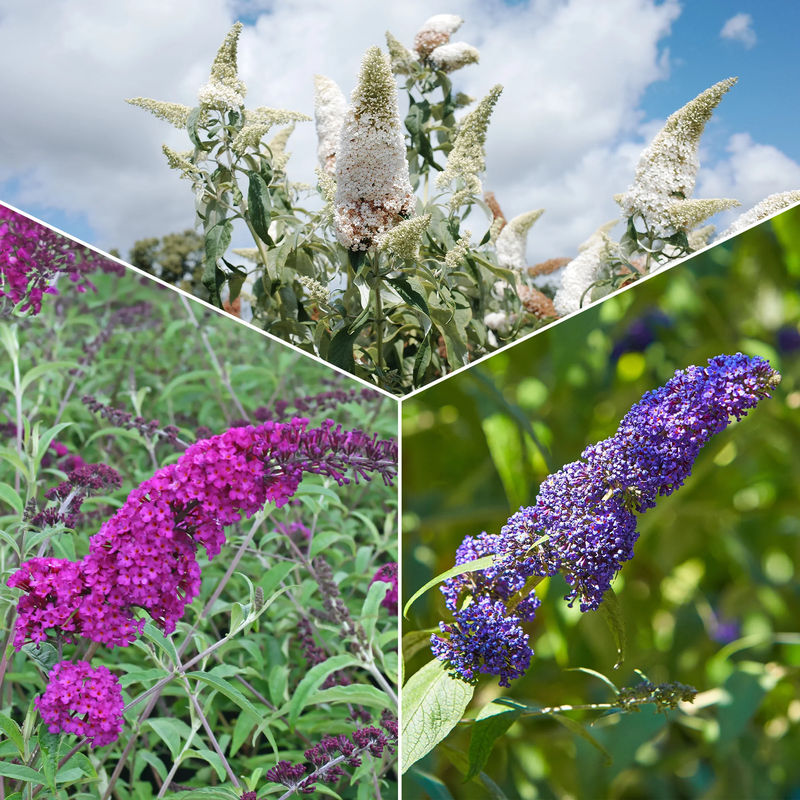 Schmetterlingsflieder Mischung 'Royal Red' + 'White Profusion' + 'Empire Blue' - Title:Die 3 töpfe / Ø 9cm / Lieferhöhe 15-20cm
