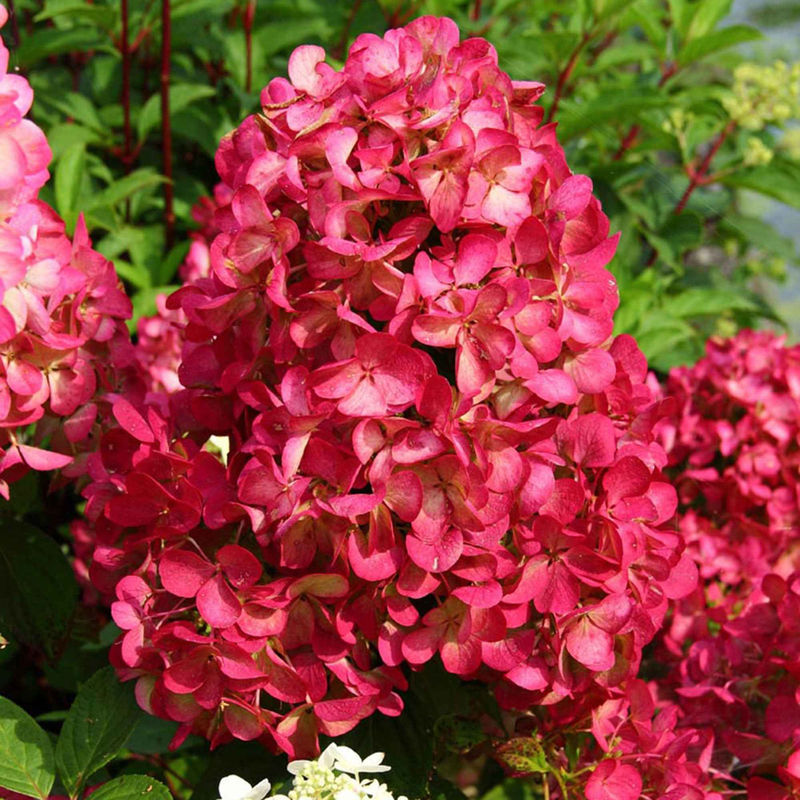Rispenhortensie 'Diamant Rouge' - Title:Der topf / 1.3L / Lieferhöhe 20-30cm