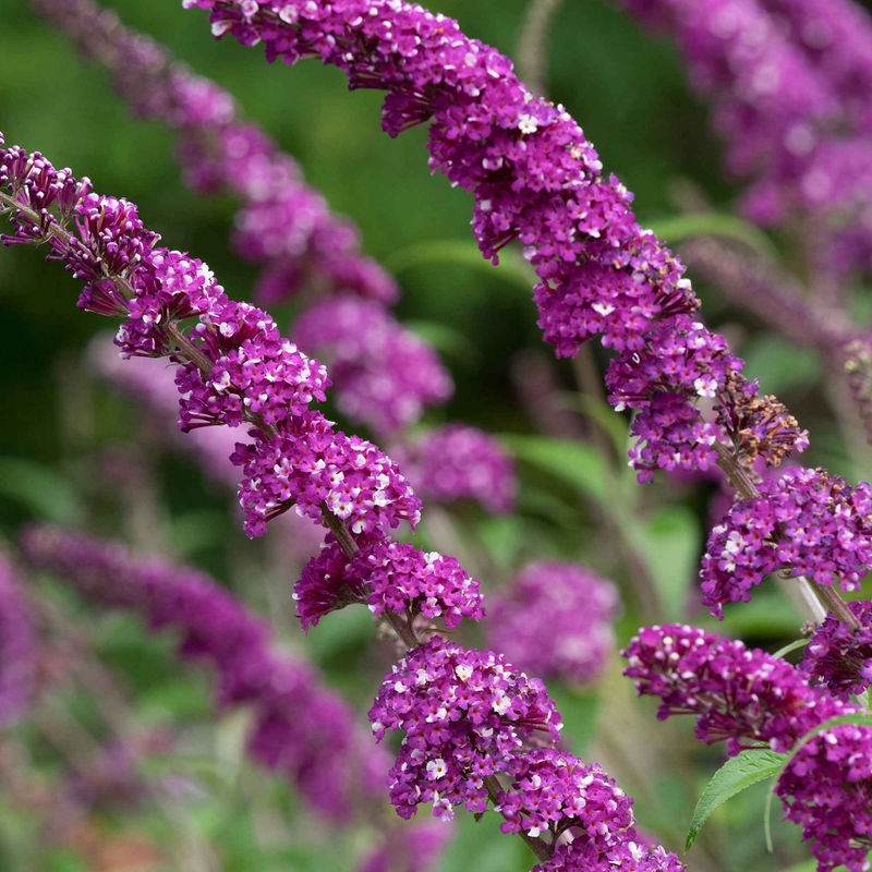 Sommerflieder 'Berries & Cream'