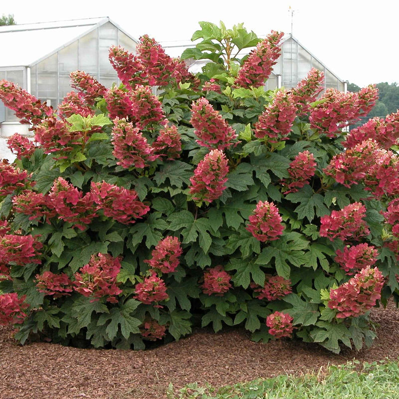 Eichenblättrige Hortensie 'Ruby Slippers'®
