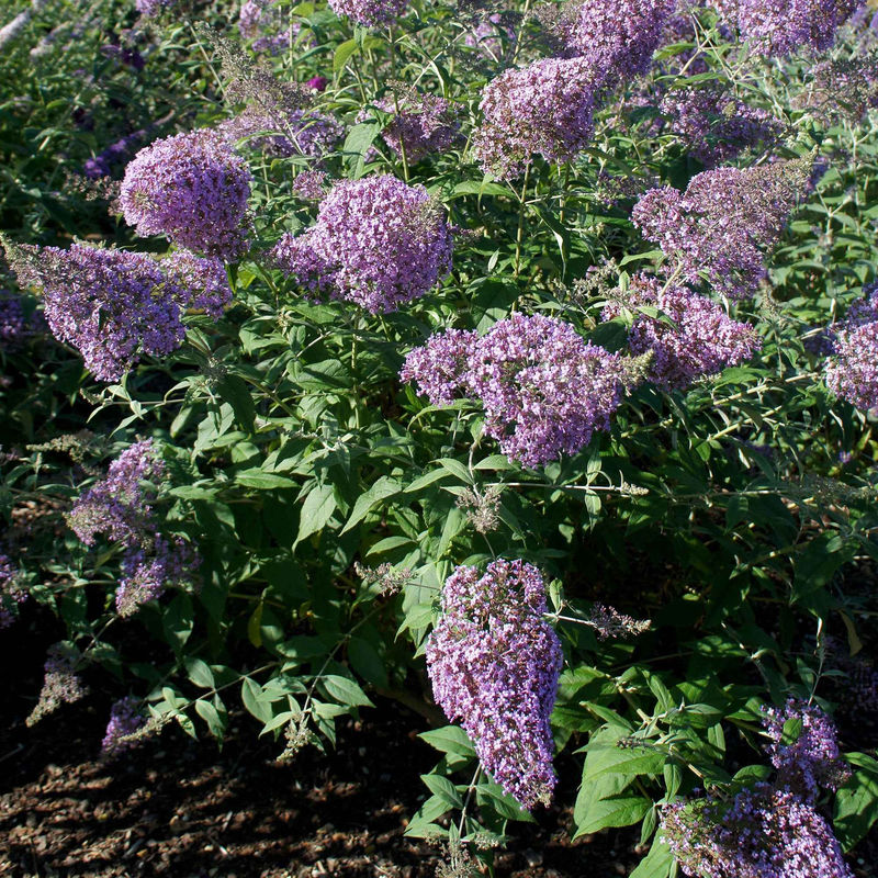 Schmetterlingsflieder 'Gulliver'