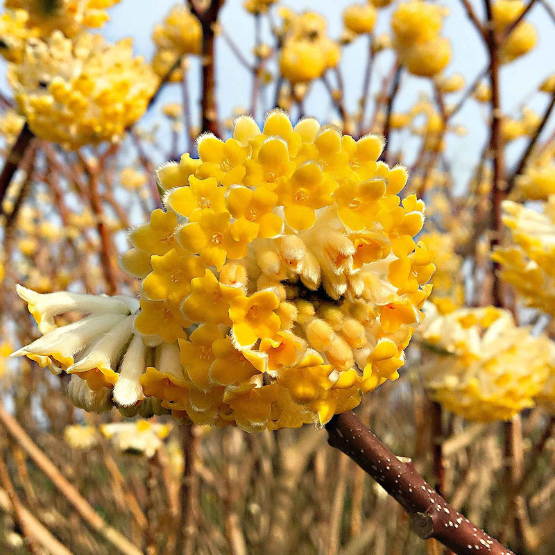 Japanischer Papierbusch 'Grandiflora'