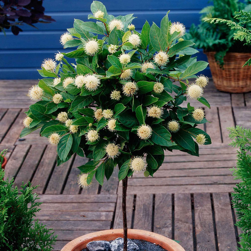 Cephalanthus auf einem Stamm