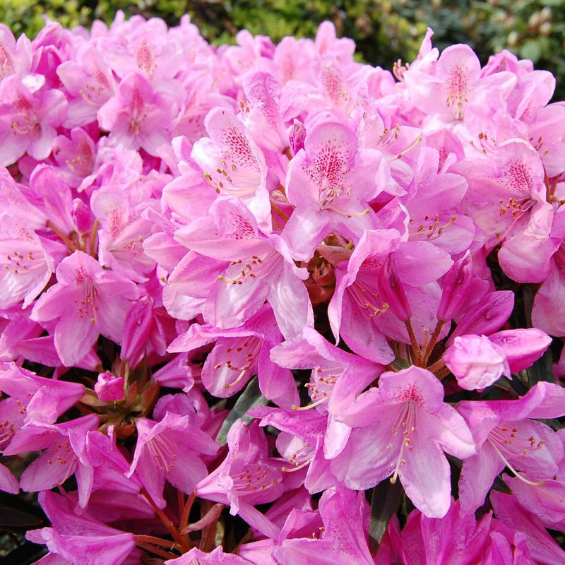 Alpenrose 'Roseum Elegans'