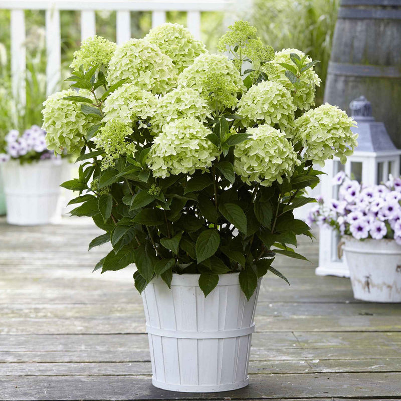 Rispenhortensie 'Whitelight'
