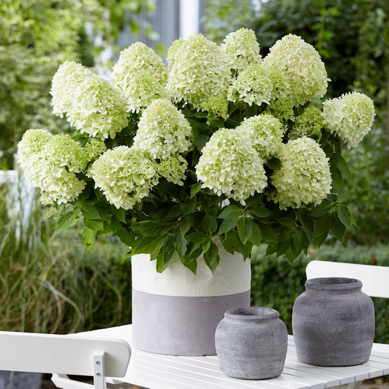 Rispenhortensie 'Hercules'