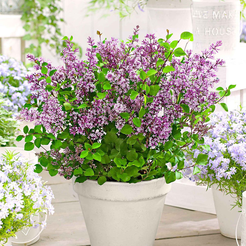 Herbstflieder 'Dark Purple'