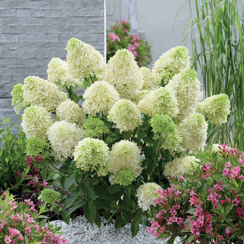 Rispenhortensie 'Skyfall'