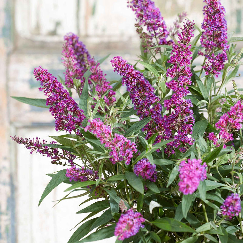 Schmetterlingsflieder 'Butterfly Towers'
