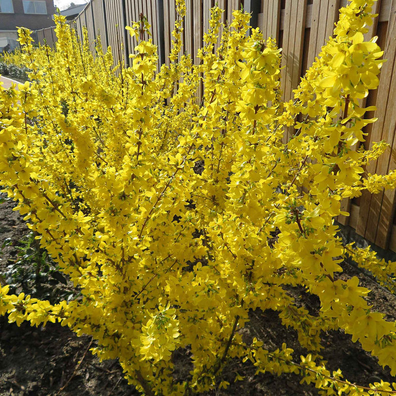 Forsythie 'Mikador'