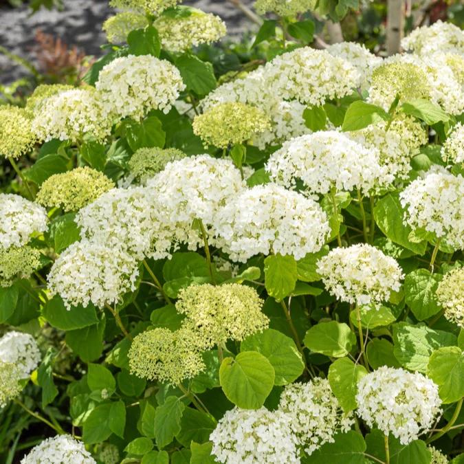 Hortensie 'Strong Annabelle'