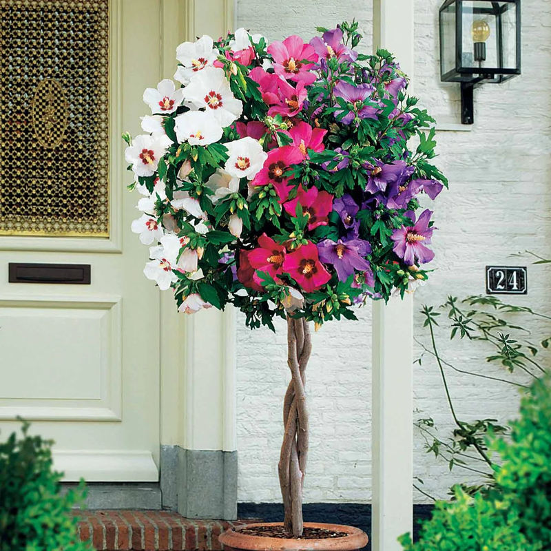 Garteneibisch 'Tricolor'