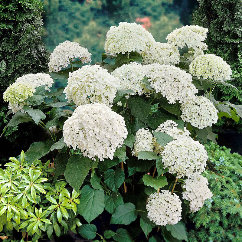 Hortensie 'Annabelle' - Title:Der topf / 1.5L / Lieferhöhe 25-30cm