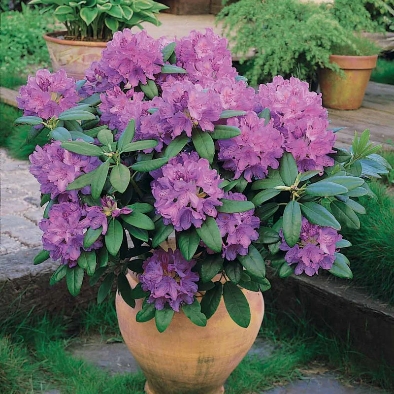 Alpenrose 'Grandiflorum'