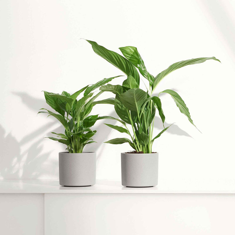 Einblatt Spathiphyllum 'Pearl Cupido' Weiß