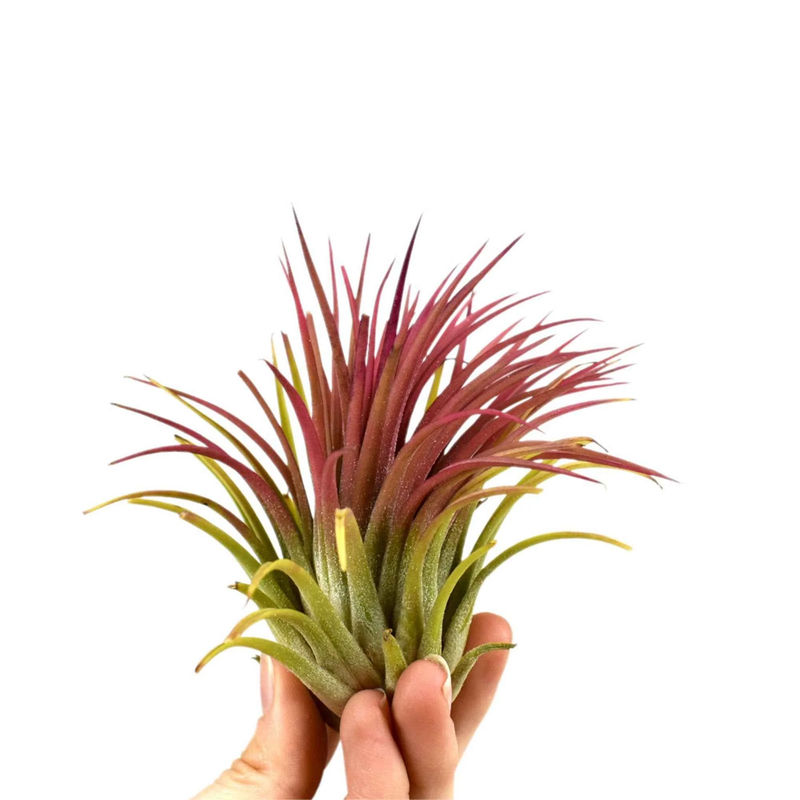 Tillandsia ionantha
