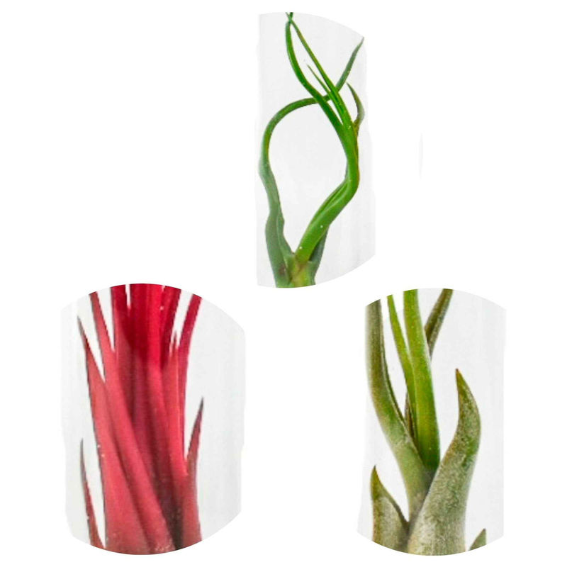 Tillandsia Mischung in Glasbehältern