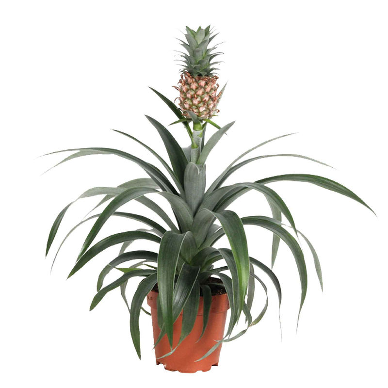 Ananaspflanze Ananas 'Corona'