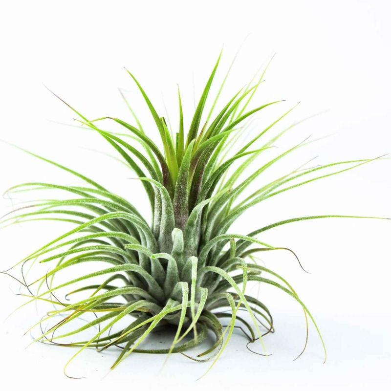 Tillandsia ionantha 'Druid'