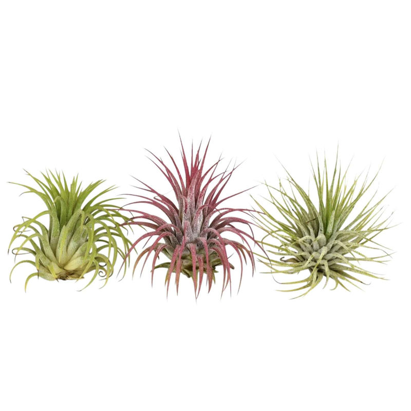 Tillandsia Mischung (x3)