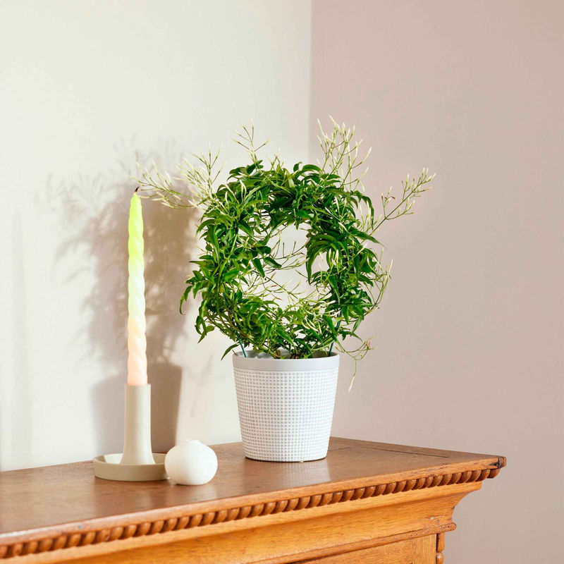 Jasmin