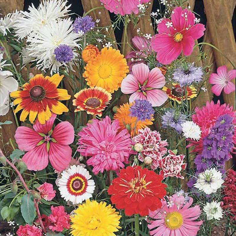 Spezielle Blumenmischung Schnittblumen - Title:Das beutel von samen / 25g für ±50m²