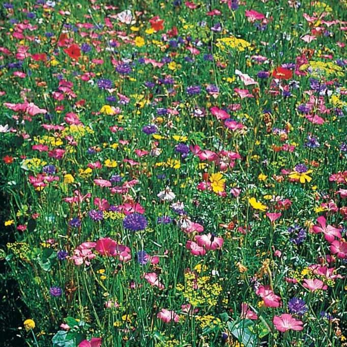 Feldblumenmischung - Title:Das beutel von samen / 30g für ±60m²