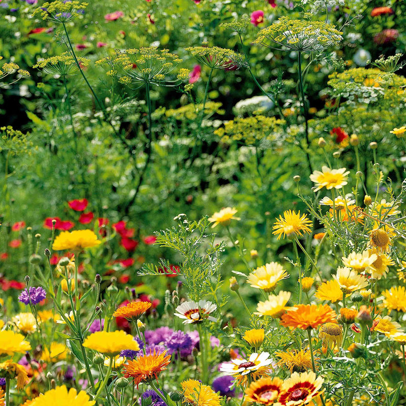 Spezielle Blumenmischung für Vögel