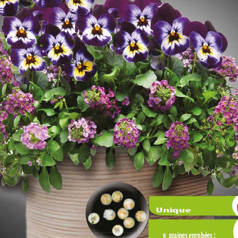 Stiefmütterchen-Lobularia-Mischung Wine Cooler (umhüllte Samen)