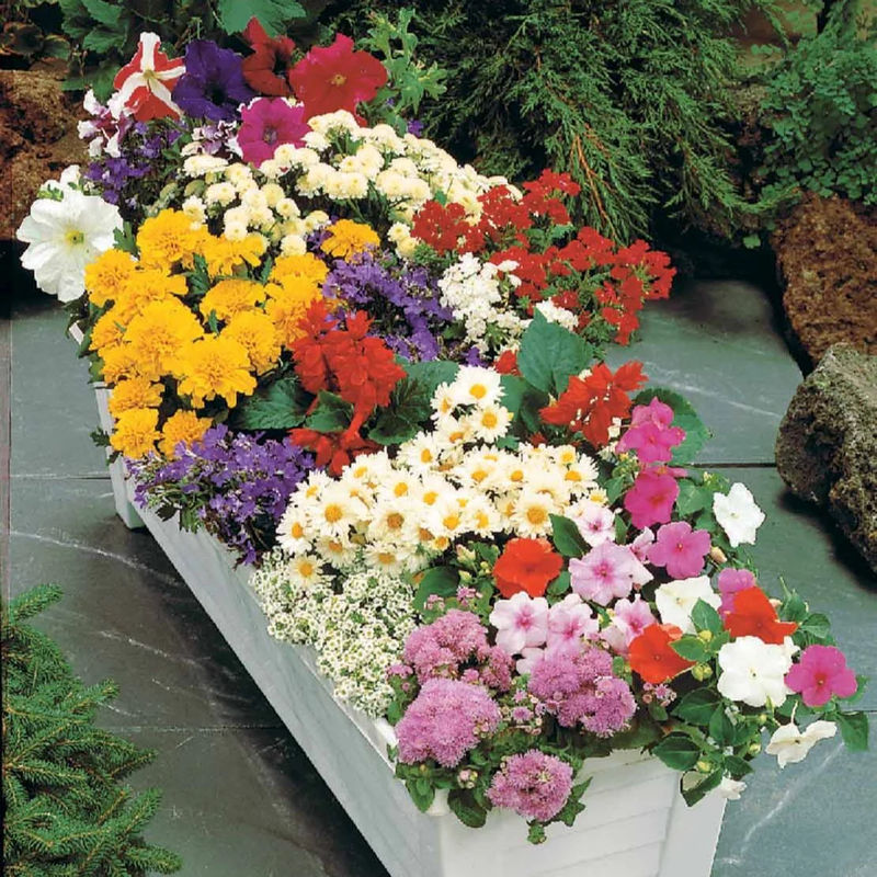 Blumen Saatmatte für Blumenkästen