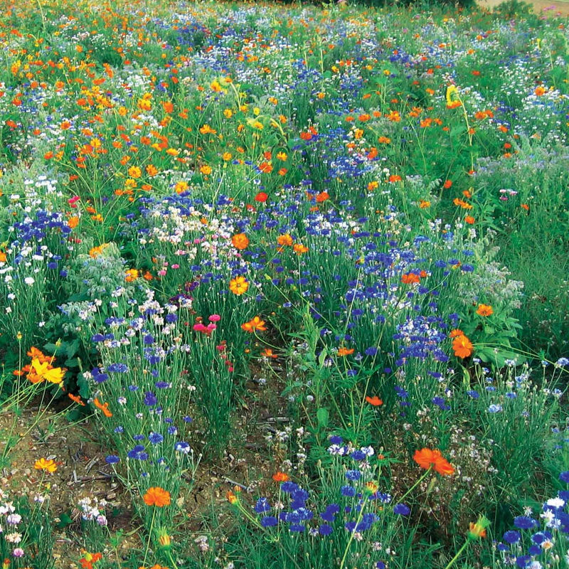 Bienenweide Mischung - Title:Das beutel von samen / 25g für ±50m²