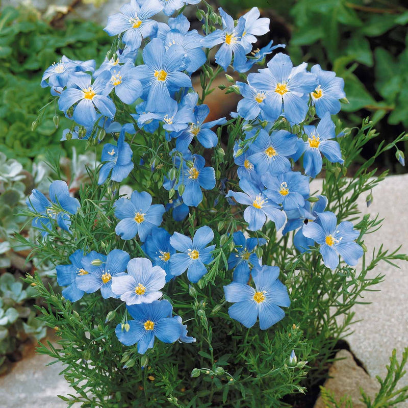 Blauer Stauden-Lein