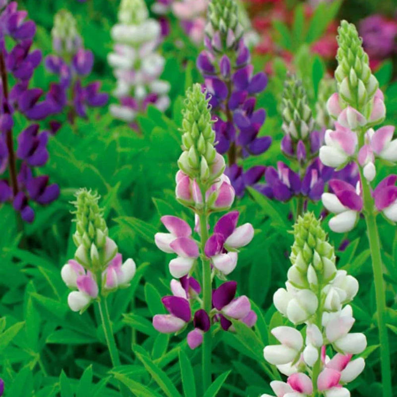 Hartweger Lupine einjährig in Mischung