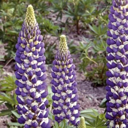 Staudenlupine Russell Hybrids The Governer