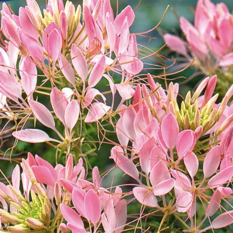 Dornige Cleome Rose Beauty
