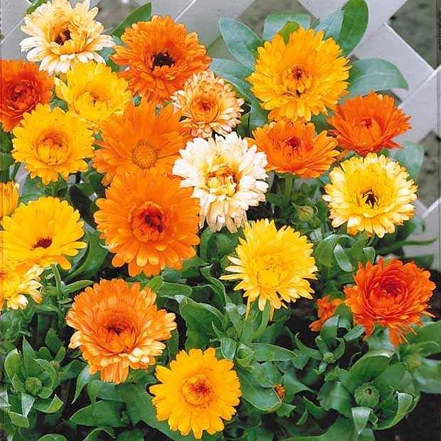 Doppelte Ringelblumen Mischungen