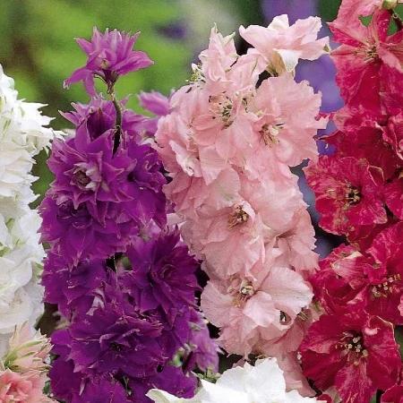 Delphinium - Gefüllt blühender Zwerg-Lerchensporn Hyacinth Flowered m