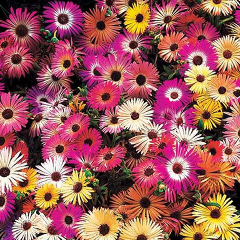 Sommerblumen-Saatteppich (x5)