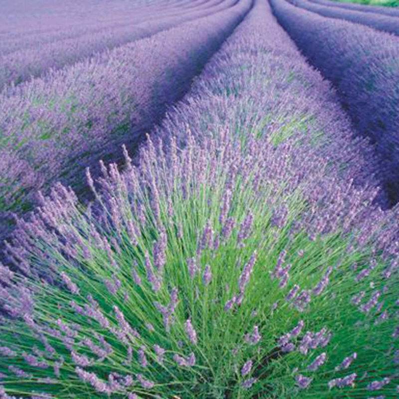 Lavendel