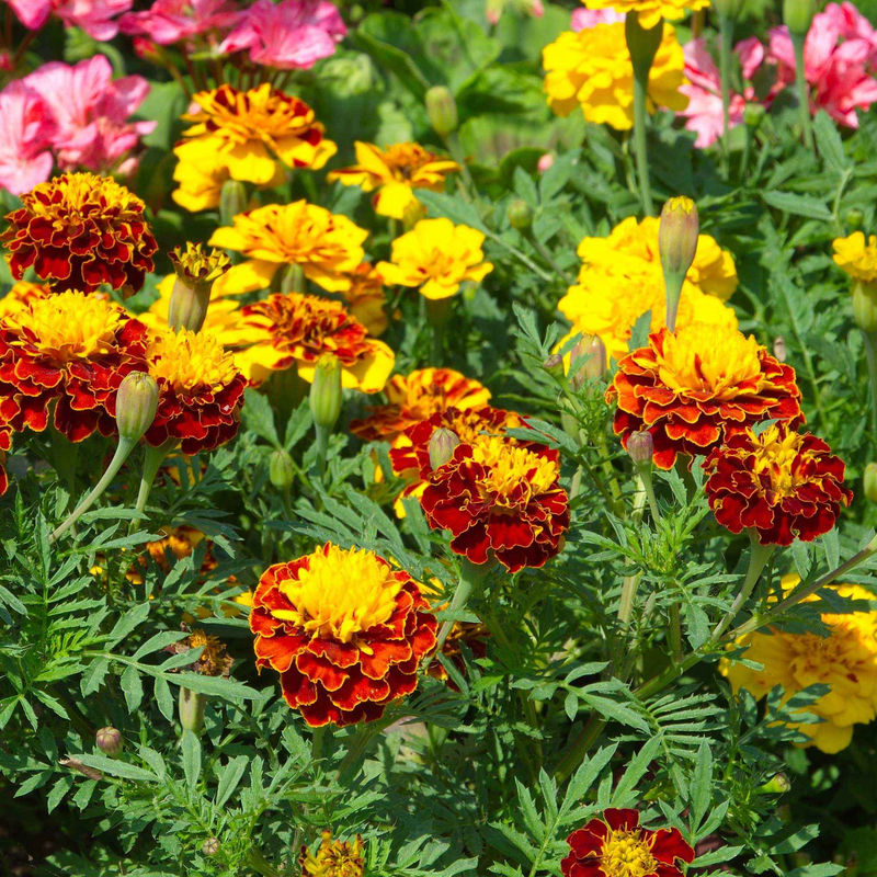 Ringelblumen Mischung