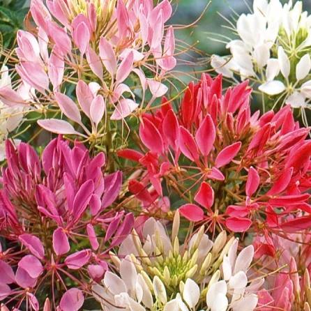 Dornige Cleome Colour Fountain mix gemischt