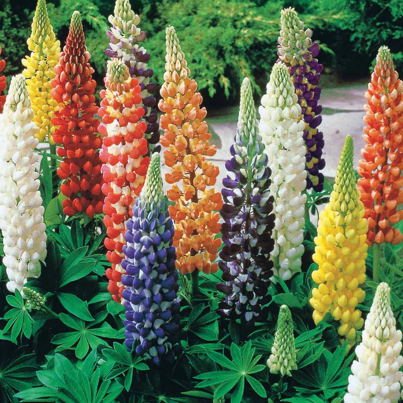 Lupinen Russel Hybriden Mischung