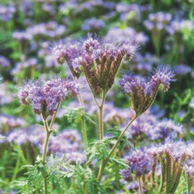 Bienenweide Phacelia tanacetifolia