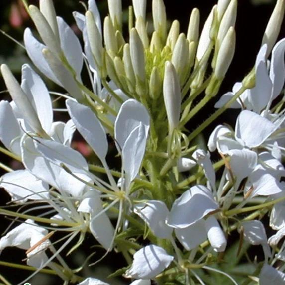 Dornige Cleome White Queen