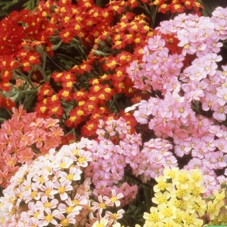 Mehrjährige Schafgarbe Summer Pastels Fin Mischung