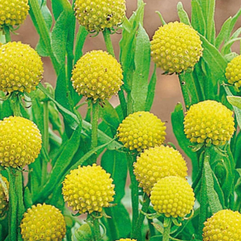 Cephalophora odorant Pineapples
